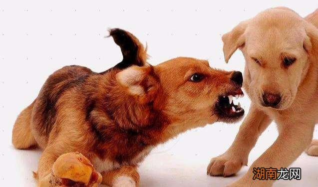 狗狗出现护食和主人关系很大 狗护食咬主人一定要打吗