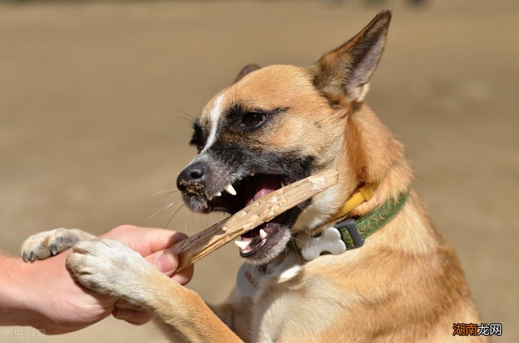 狗狗出现护食和主人关系很大 狗护食咬主人一定要打吗
