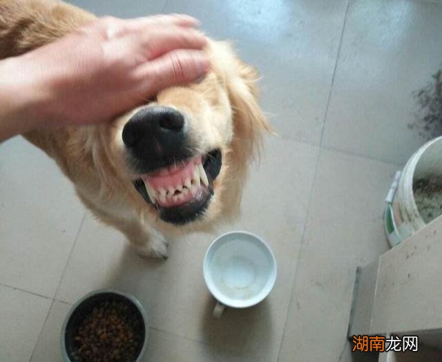 狗狗出现护食和主人关系很大 狗护食咬主人一定要打吗