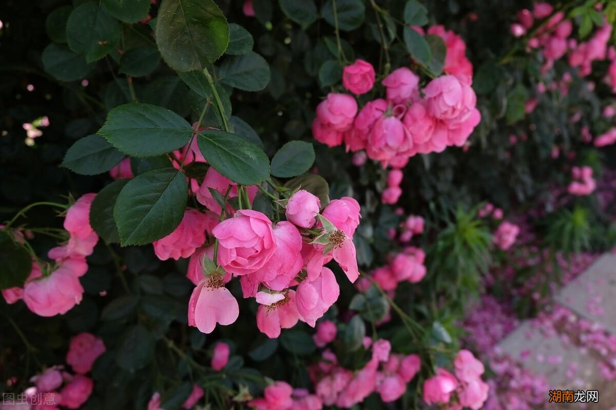 描写六月的古诗词句子 关于形容六月的诗句欣赏