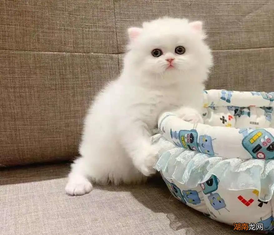 高地折耳猫的性格及特点 高地猫是什么品种图片