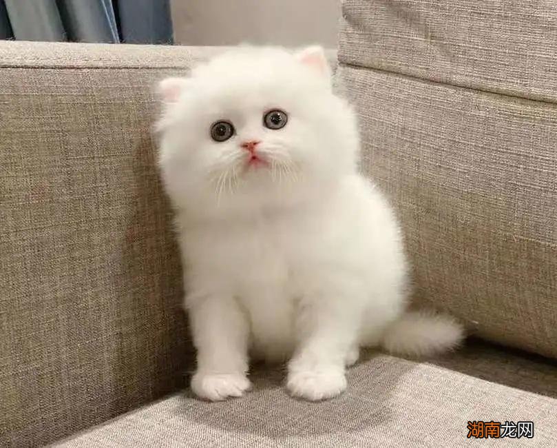 高地折耳猫的性格及特点 高地猫是什么品种图片