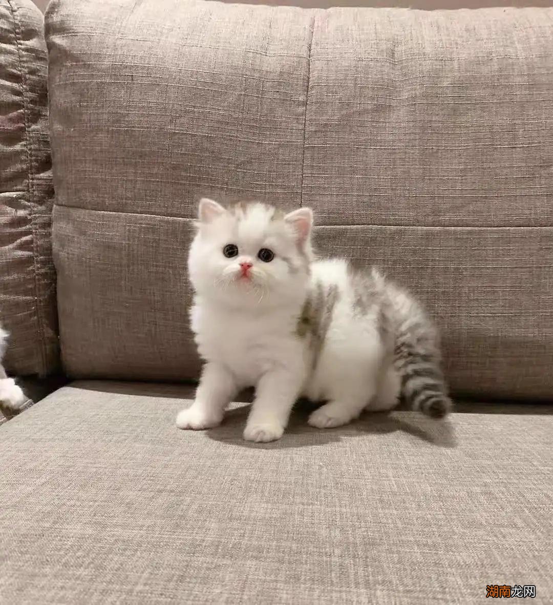 高地折耳猫的性格及特点 高地猫是什么品种图片