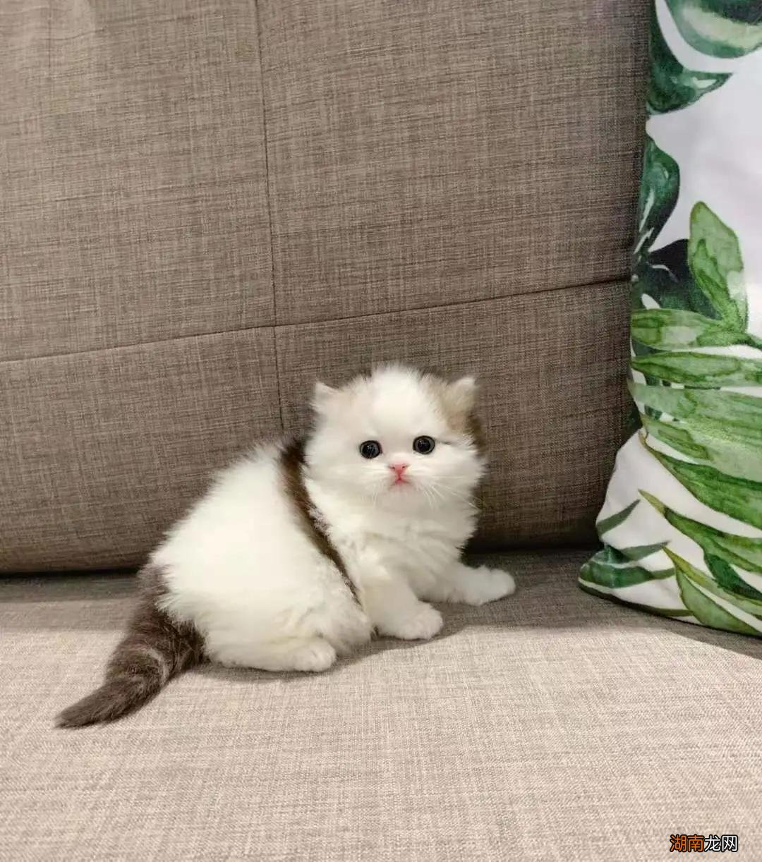 高地折耳猫的性格及特点 高地猫是什么品种图片