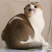 高地折耳猫的性格及特点 高地猫是什么品种图片