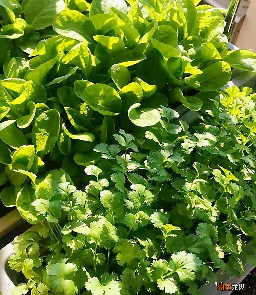 种这3种菜一个月后能吃 九十月份适合种什么蔬菜长得快