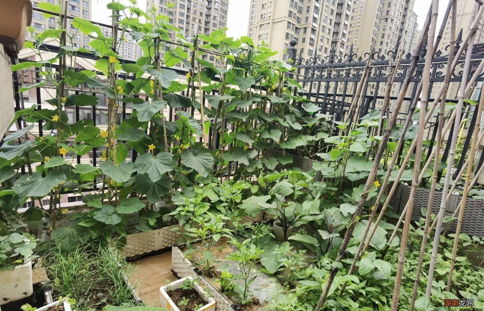 种这3种菜一个月后能吃 九十月份适合种什么蔬菜长得快