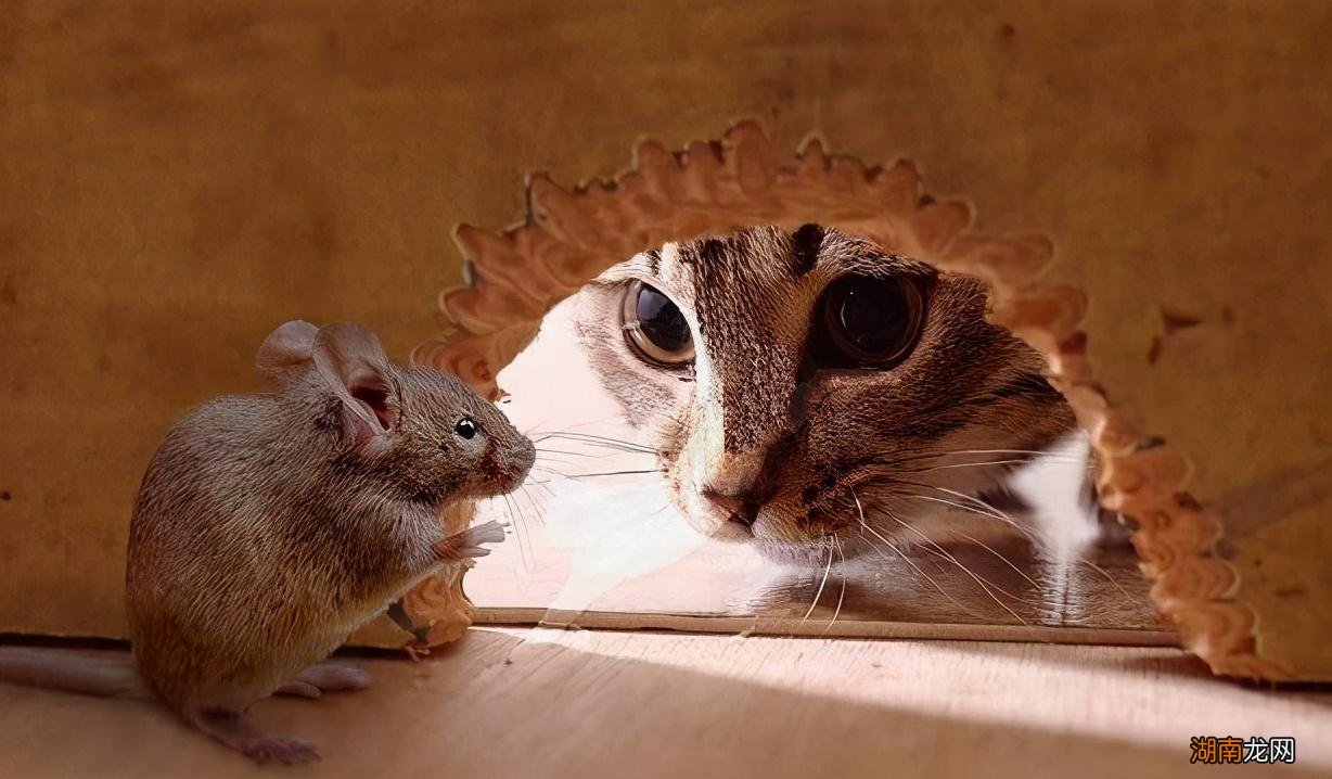 猫咪半夜鸣叫的原因有哪些 猫为什么晚上叫个不停