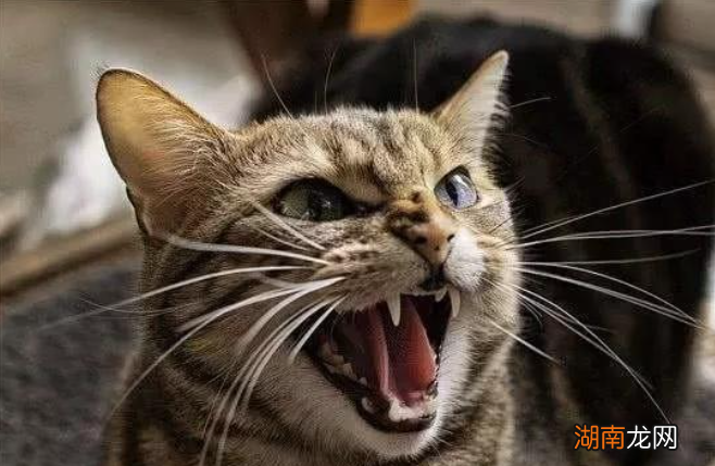 猫咪半夜鸣叫的原因有哪些 猫为什么晚上叫个不停