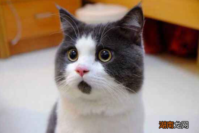 猫咪半夜鸣叫的原因有哪些 猫为什么晚上叫个不停