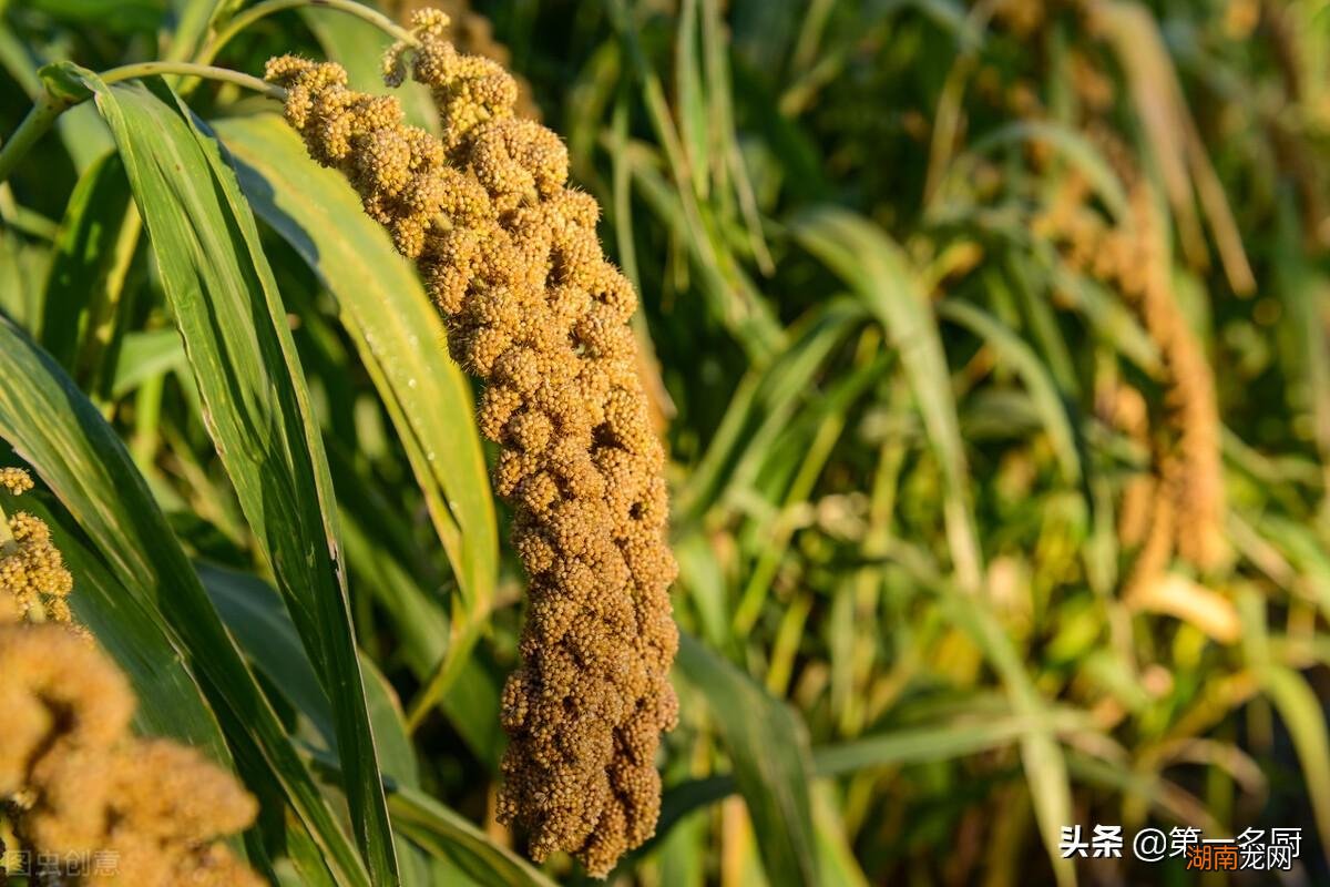 全国哪里的小米好吃又出名 黄小米哪里产的最好