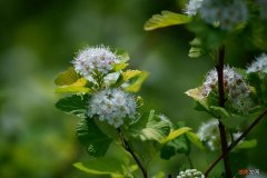 石楠花的气味虽刺鼻但并无害 石楠花味道很难闻吗