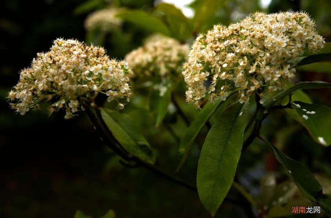 石楠花的气味虽刺鼻但并无害 石楠花味道很难闻吗