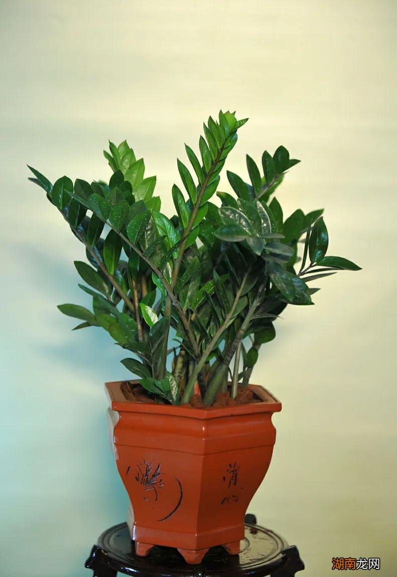 3种四季常青好养的高雅树 客厅四季常青的树木有哪几种