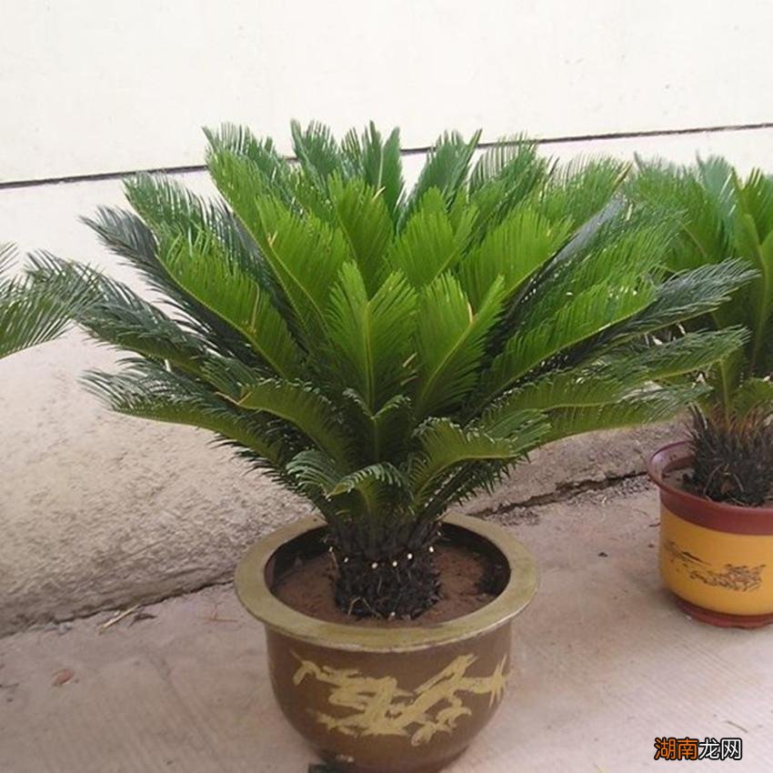 3种四季常青好养的高雅树 客厅四季常青的树木有哪几种