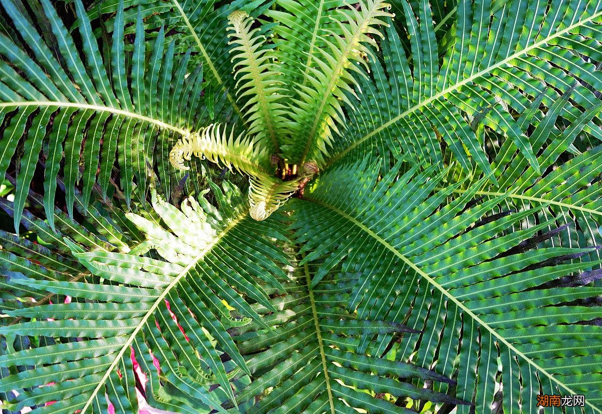 3种四季常青好养的高雅树 客厅四季常青的树木有哪几种