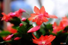 3种四季常青好养的高雅树 客厅四季常青的树木有哪几种