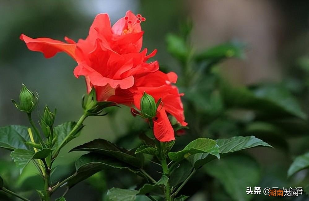 李德裕水平高超的七律衬托出思乡之情 谪岭南道中作赏析