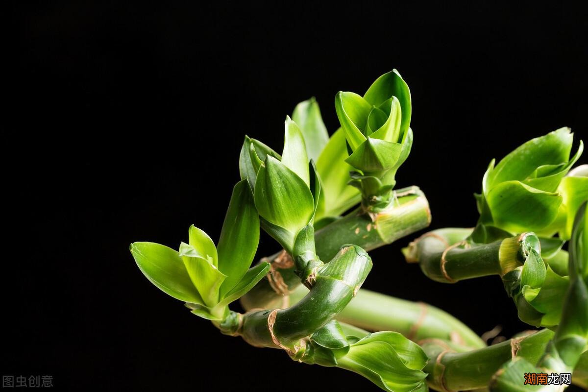 客厅养上4种“竹”富贵平安 观赏竹子的种类与图片