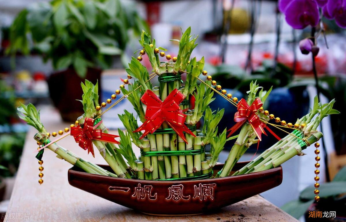 客厅养上4种“竹”富贵平安 观赏竹子的种类与图片