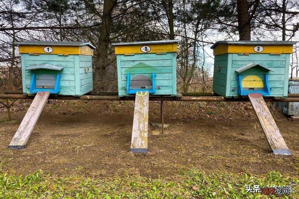 为何能精准定位蜜源方位 蜜蜂靠什么辨认方向和传达信息