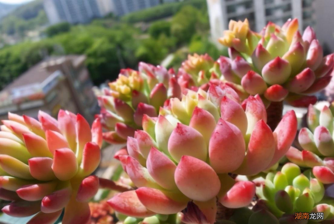 家庭制作多肉营养土简单方法 农村自制多肉土的方法