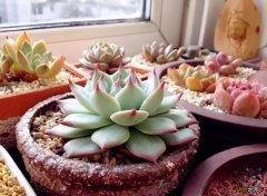 家庭制作多肉营养土简单方法 农村自制多肉土的方法