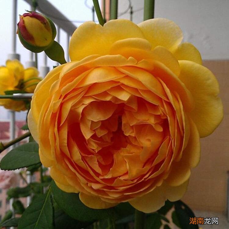 藤本黄金庆典月季适合盆栽吗 月季黄金庆典的优缺点