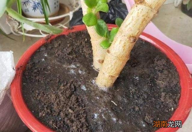 植物一般什么时候浇水浇透最好 植物浇水的最佳时间