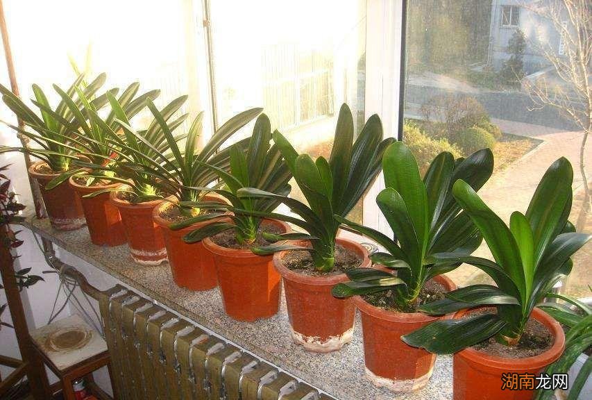 植物一般什么时候浇水浇透最好 植物浇水的最佳时间