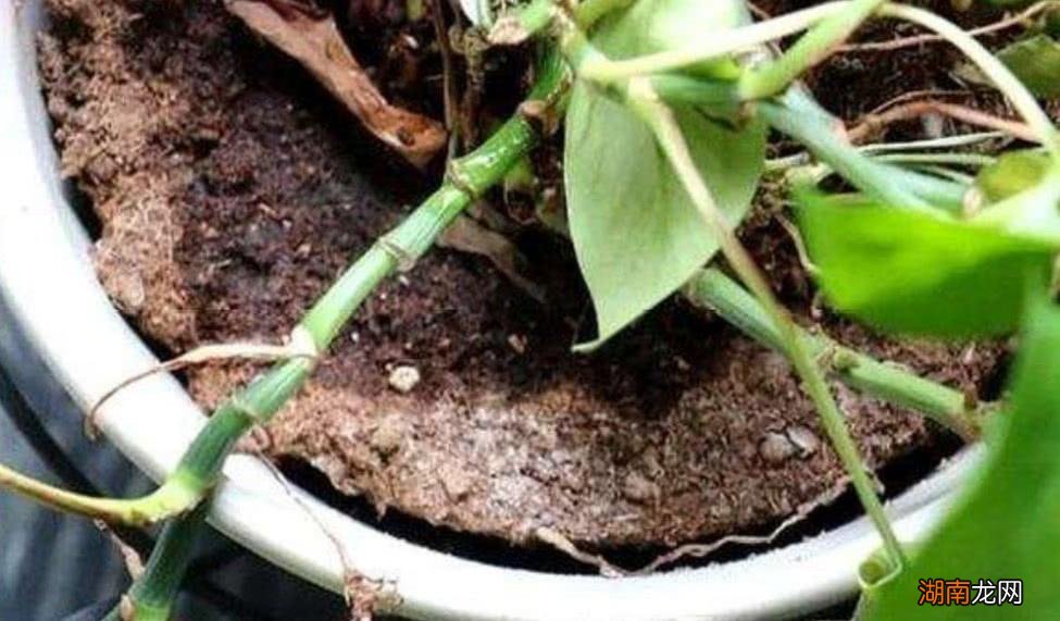 植物一般什么时候浇水浇透最好 植物浇水的最佳时间