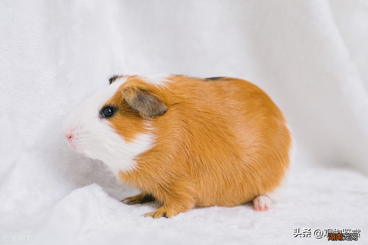 荷兰猪为什么能吃 荷兰猪是什么动物类型