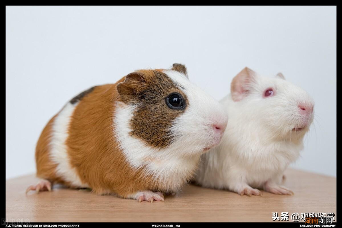 荷兰猪为什么能吃 荷兰猪是什么动物类型