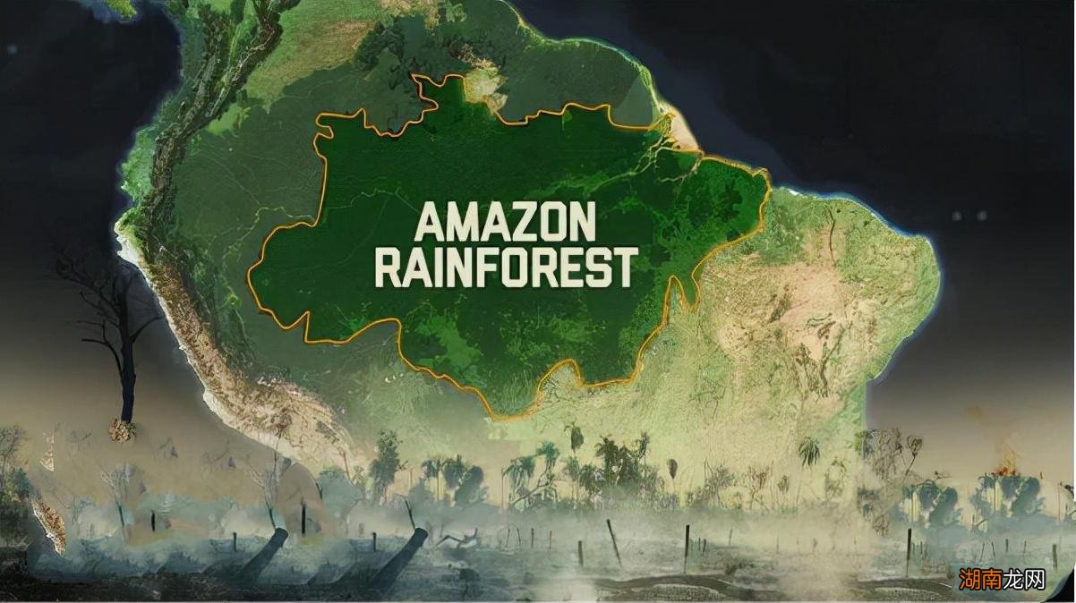 它是世界上最大的森林吗 亚马逊森林是哪个国家的雨林