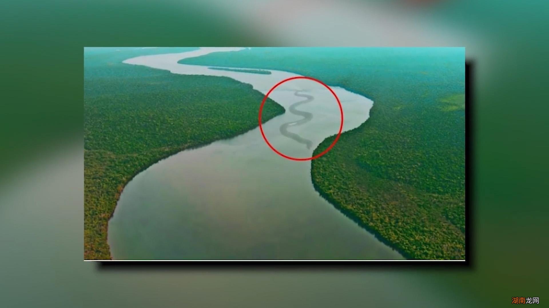 它是世界上最大的森林吗 亚马逊森林是哪个国家的雨林