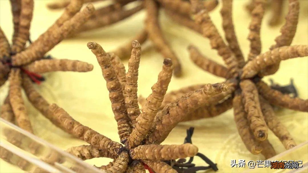 西藏那曲索县盛产虫草经济却落后 索县海拔多少米