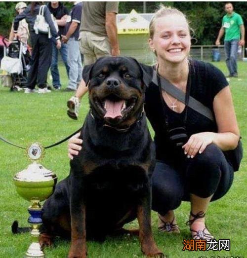 宠物狗罗威纳犬值得养吗 罗威纳犬的优点和缺点知识