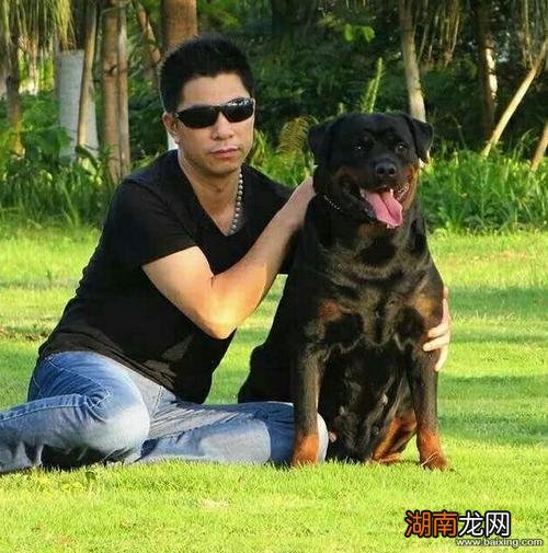 宠物狗罗威纳犬值得养吗 罗威纳犬的优点和缺点知识