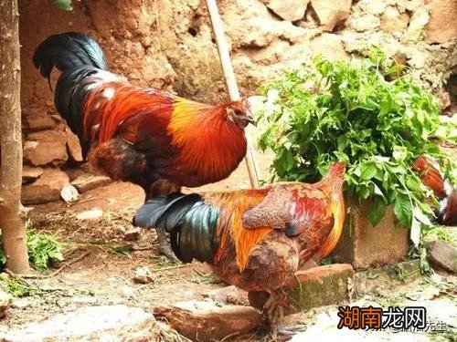 云南楚雄州下辖县城武定县有什么好玩的 武定县属于哪个市