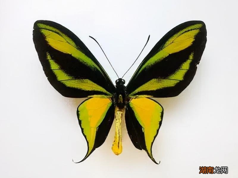 虽种类不一但各有各的美丽 世界上十大最美的蝴蝶图片