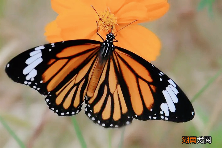 虽种类不一但各有各的美丽 世界上十大最美的蝴蝶图片