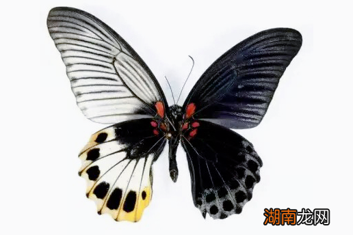 虽种类不一但各有各的美丽 世界上十大最美的蝴蝶图片