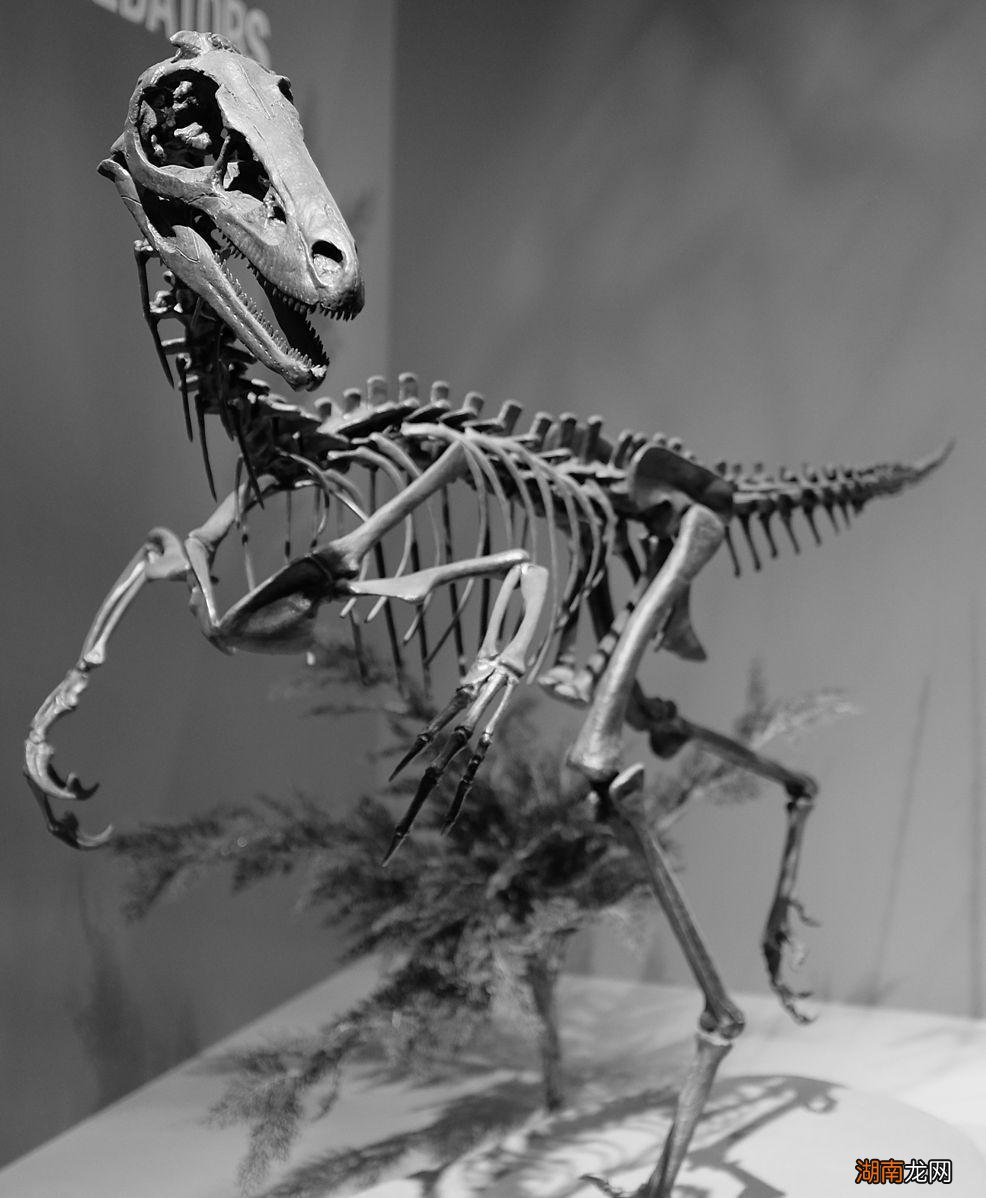 以前最厉害的恐龙是什么恐 世界上最可怕的恐龙