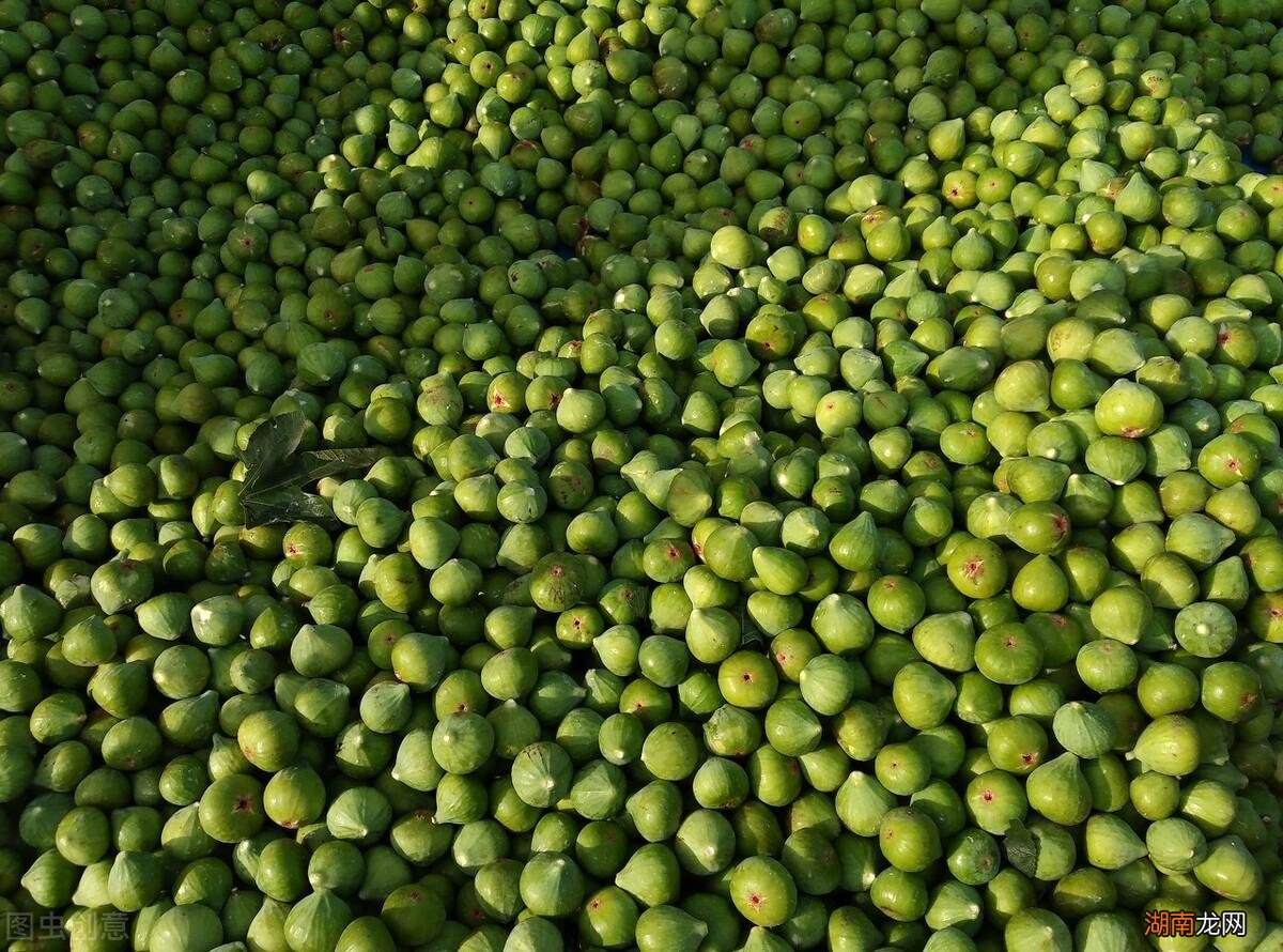 盘点国内十大优质无花果产地 国内无花果产地哪里最好