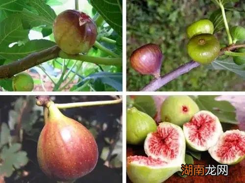 盘点国内十大优质无花果产地 国内无花果产地哪里最好