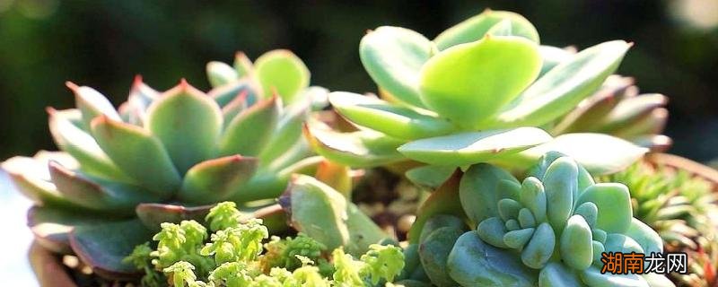 新手养多肉植物方法和技巧 多肉怎样养的又大又肥又好看