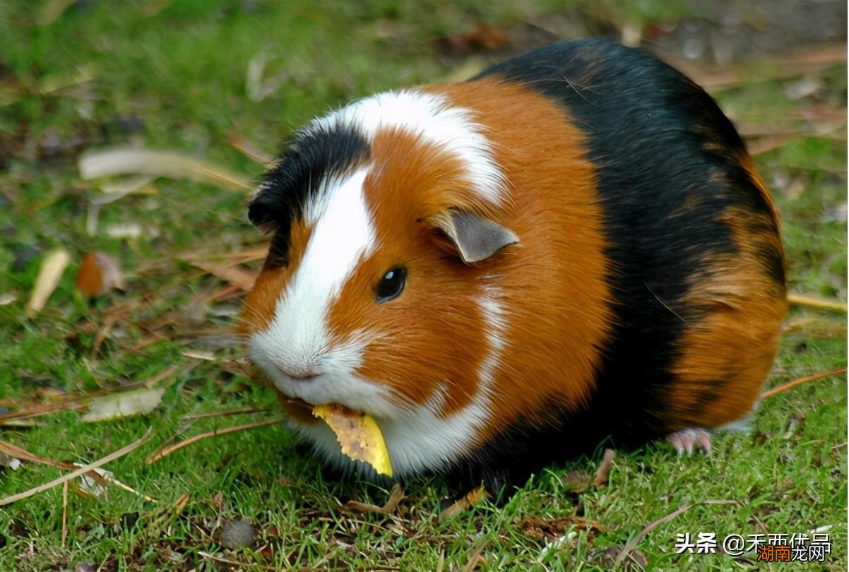 豚鼠喂养的正确方法 豚鼠能吃什么食物和水果