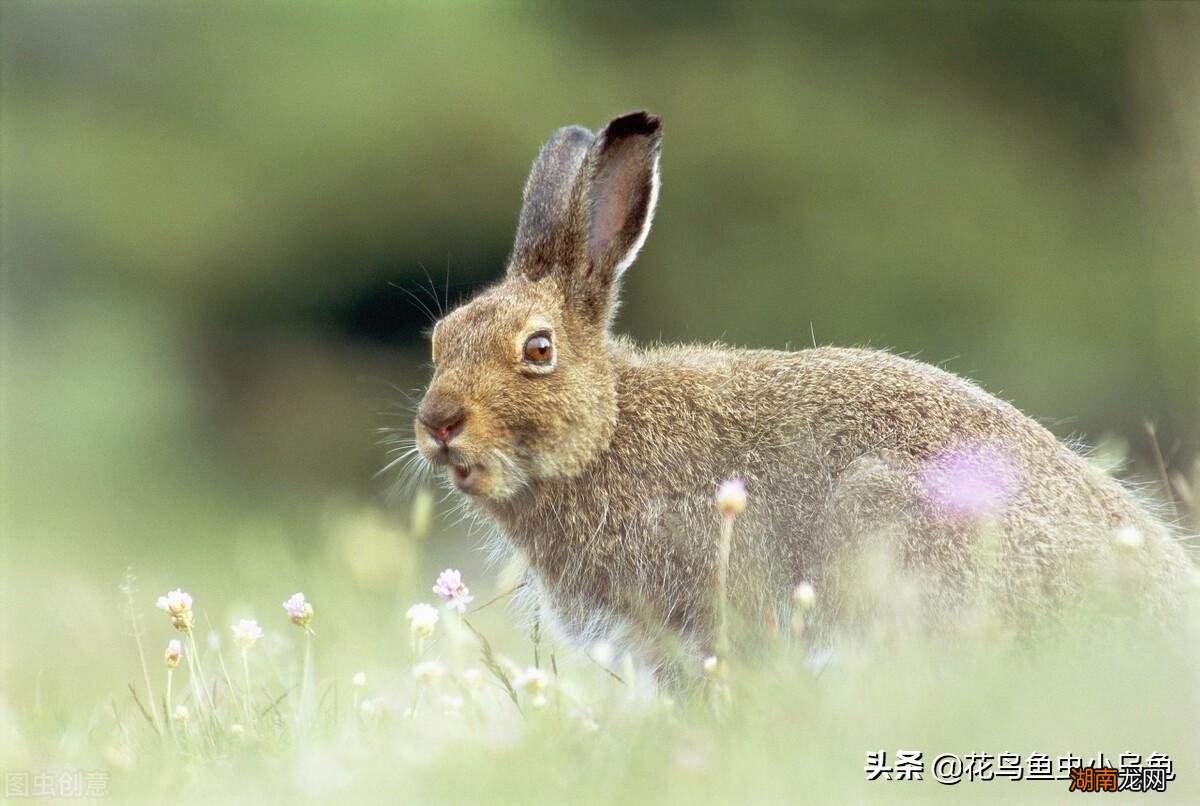 这些常见食材兔子都很喜欢吃 小兔子吃什么食物最好消化
