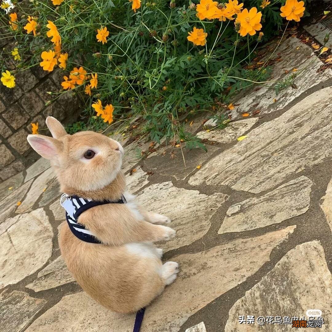 这些常见食材兔子都很喜欢吃 小兔子吃什么食物最好消化