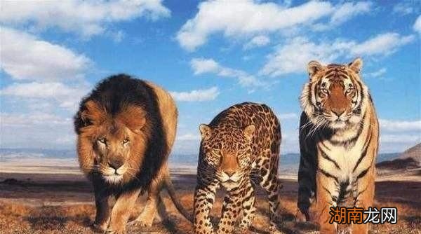 老虎的起源以及演变历史 老虎的由来故事是什么